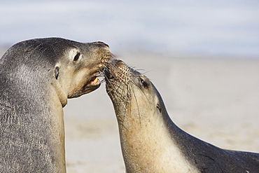 Australian Sea Lions