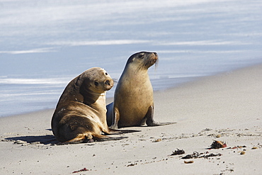 Australian Sea Lions