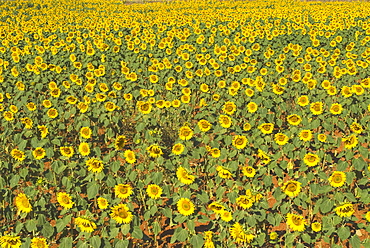 Field Of Sunflowers, Andalusia, Spain