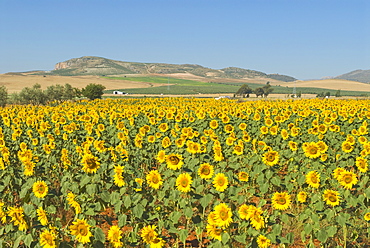 Field Of Sunflowers, Andalusia, Spain