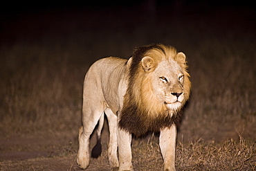 Lion (Panthera Leo), Arathusa Safari Lodge, Sabi Sand Reserve, Mpumalanga, South Africa, Africa