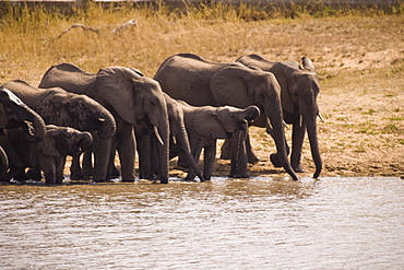 African Elephant (Loxodonta Africana), Arathusa Safari Lodge, Sabi Sand Reserve, Mpumalanga, South Africa, Africa