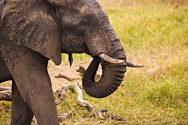 African Elephant (Loxodonta Africana), Arathusa Safari Lodge, Sabi Sand Reserve, Mpumalanga, South Africa, Africa