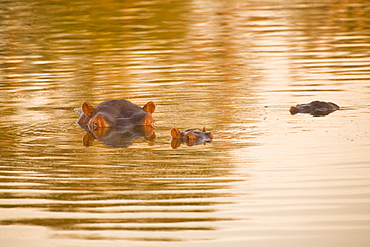 Hippopotamus (Hippopotamus Amphibius), Arathusa Safari Lodge, Sabi Sand Reserve, Mpumalanga, South Africa