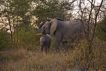 African Elephant (Loxodonta Africana), Arathusa Safari Lodge, Sabi Sand Reserve, Mpumalanga, South Africa, Africa