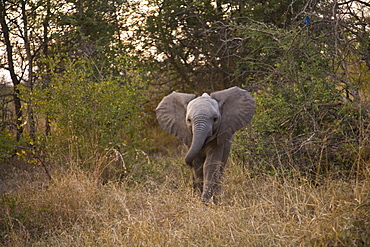 African Elephant (Loxodonta Africana), Arathusa Safari Lodge, Sabi Sand Reserve, Mpumalanga, South Africa, Africa