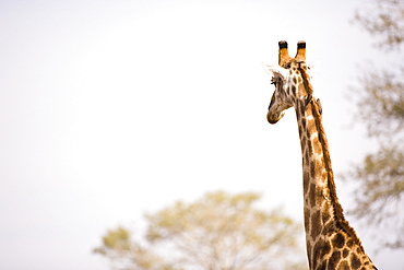 Giraffe (Giraffa Camelopardalis), Arathusa Safari Lodge, Sabi Sand Reserve, Mpumalanga, South Africa