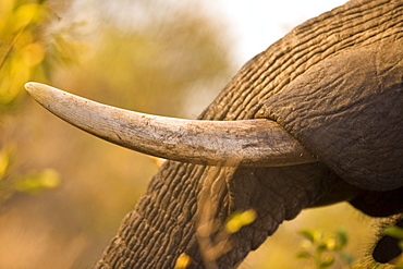 African Elephant Tusk(Loxodonta Africana), Arathusa Safari Lodge, Sabi Sand Reserve, Mpumalanga, South Africa, Africa