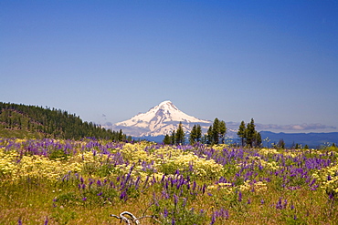 Mount Hood And Wildflowers, Oregon, Usa