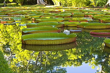 Pond With Giant Victoria Amazonica Water Lilies