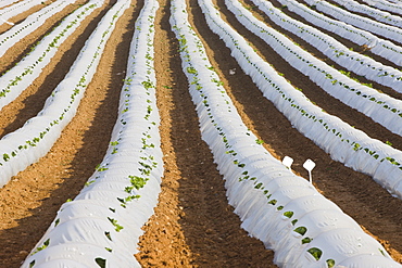 Crops Being Cultivated Under Cloches