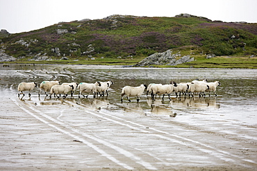 Sheep In The Water, Colonsay, Scotland