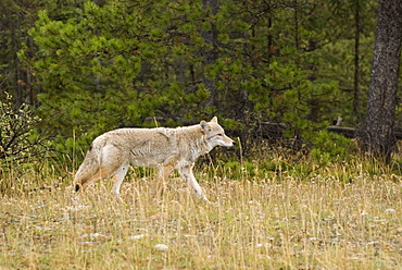 Coyote (Canis Latrans), Jasper National Park, Alberta, Canada