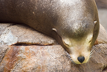 Sea Lion Pup ( Otariidae) Sleeping