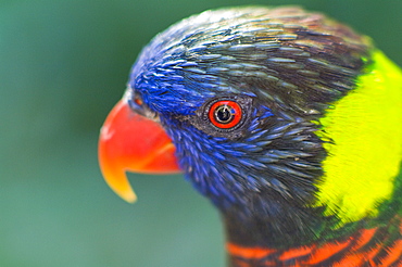 Lorikeets Profile, Oregon Zoo, Portland, Oregon, Usa