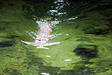 Northern River Otter, Bend, Oregon, Usa