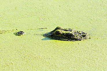 Alligator, Wacodahatchee Wetlands, Florida, Usa