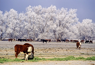 Cattle, Lagrande, Oregon, Usa