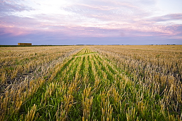 Harvested Field