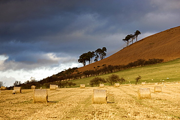 Hay Bales In A Field, Northumberland, England