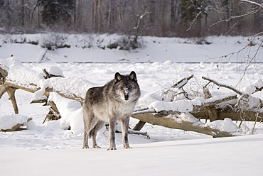 Wolf In The Snow