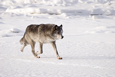 Wolf Running In The Snow