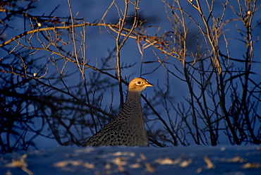 Alberta, Canada, Female Ring-Necked Pheasant