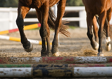 Running Horses (Equidae)