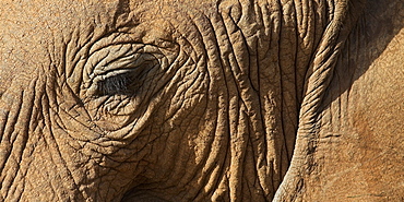 African Elephant (Loxodonta Africana), Kenya, Africa