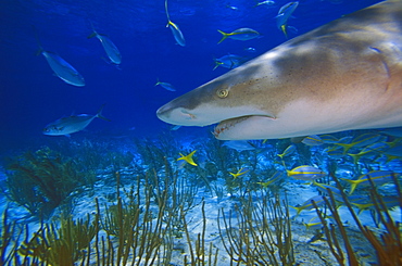 Lemon Shark ( Negaprion Brevirostris )