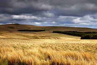 Field Of Wheat With Dark Clouds Overhead, Northumberland, England