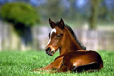 Thoroughbred Horse, Ireland