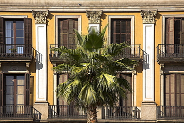 Palm Tree, Placa Reial, Barcelona, Spain