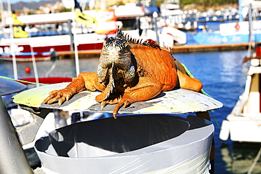 Big Igauna Sitting On Trash, Cabo San Lucas, Mexico