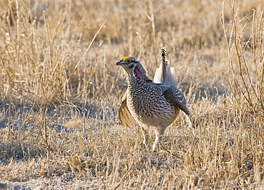 Male Sharp-Tailed Grouse (Tympanuchus Phasianellus) In Spring During Mating Dance, Alberta, Canada