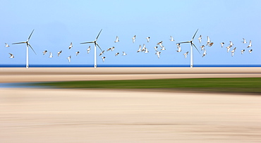 Birds Flying Through Wind Turbines