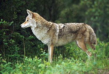 Coyote (Canis Latrans) At Edge Of Forest, Montana, Usa