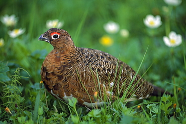 Willow Ptarmigan (Lagopus Lagopus), Denali National Park And Preserve, Alaska, Usa