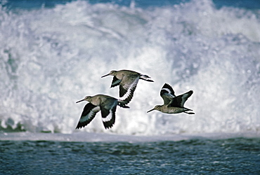 Willets (Tringa Semipalmata) Flying In Front Of Breaking Waves