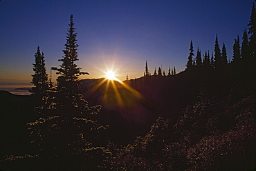 Sunburst Over Fir Trees, Olympic Mountains, Washington, Usa