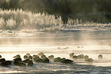 Snow geese (Chen caerulescens) sleeping on frozen pond in early morning with frost and mist, Bosque del Apache National Wildlife Refuge, New Mexico, United States of America