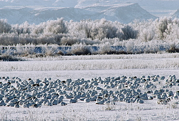 Snow Geese (Chen Caerulescens), Bosque Del Apache National Wildlife Refuge, New Mexico, Usa