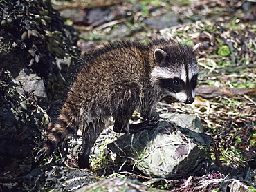 Baby Raccoon (Procyon Lotor), Olympic National Park, Washington, Usa