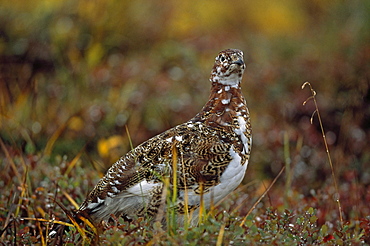 Willow Ptarmigan (Lagopus Lagopus), Denali National Park And Preserve, Alaska, Usa