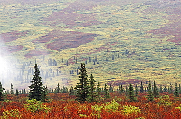 Tundra In Autumn Color