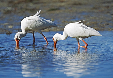 White Ibis (Eudocimus Albus) In Shallow Water