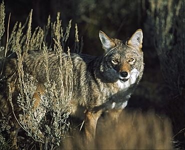 Coyote (Canis Latrans), Idaho, Usa