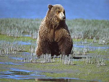 Alaskan Brown Bear (Ursus Arctos) Searching Tide Plain