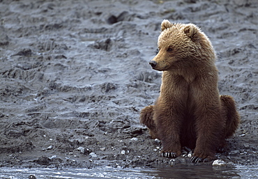 Young Alaskan Brown Bear (Ursus Arctos) Sitting On Bank Of River, Mc Neil River State Game Santcuary, Alaska, Usa