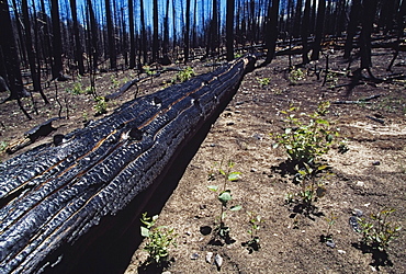 Burnt Forest, Outlet Fire, Grand Canyon National Park, Grand Canyon, Arizona, Usa